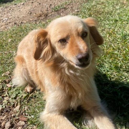 Mix volpino biondo 3anni kg7/8 SARDEGNA SOS CASA Foto 6