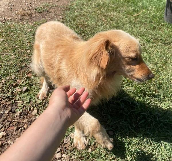 Mix volpino biondo 3anni kg7/8 SARDEGNA SOS CASA Foto 7