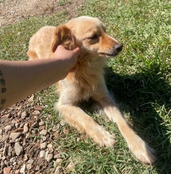 Mix volpino biondo 3anni kg7/8 SARDEGNA SOS CASA Foto 8