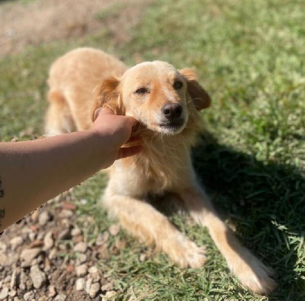 Mix volpino biondo 3anni kg7/8 SARDEGNA SOS CASA Foto 9
