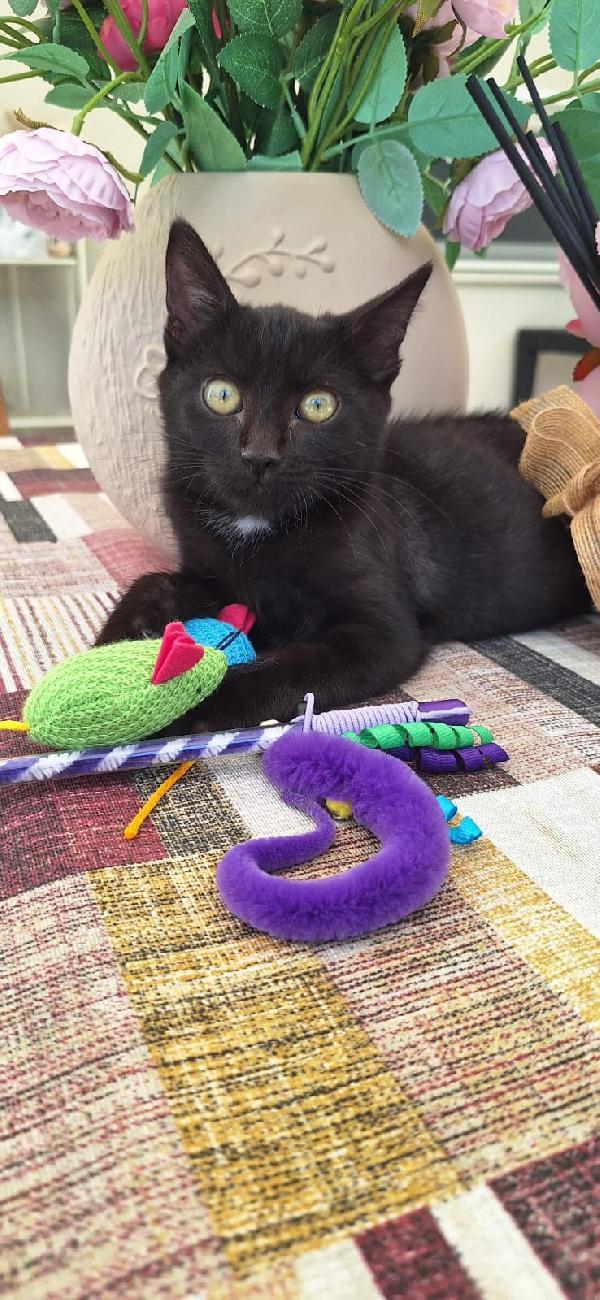 ✨Ozzy✨ Foto 5