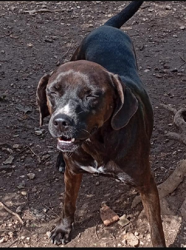 Mix Labrador marrone,femmina,4anni NAPOLI Foto 2
