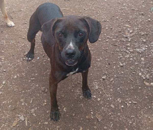 Mix Labrador marrone,femmina,4anni NAPOLI Foto 3