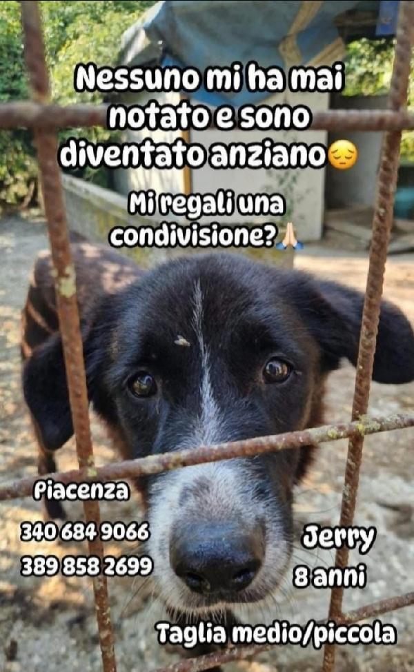 Jerry 8Anni Medio Piccolo Nessuno Lo Ha Mai Notato 