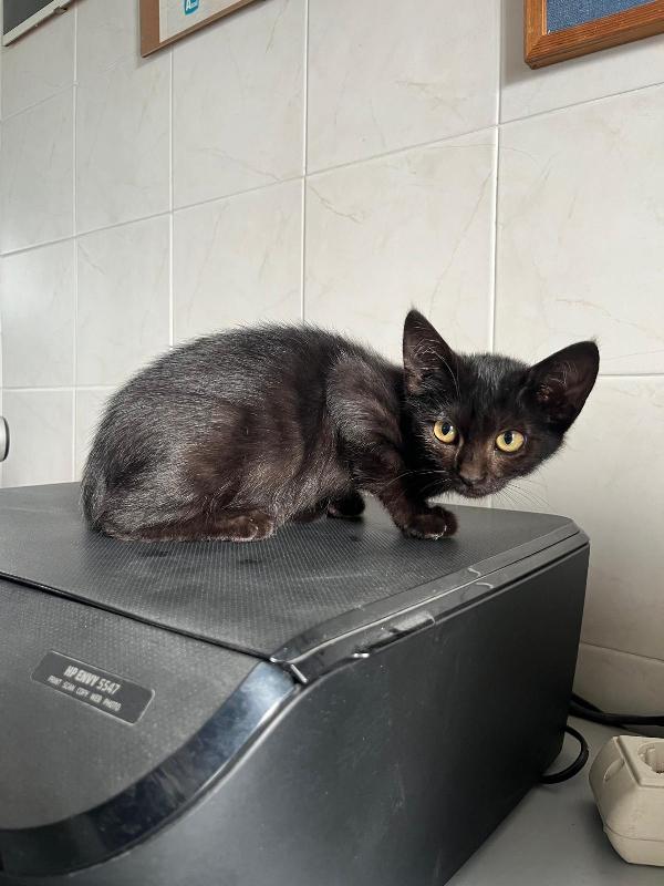 VIVIAN DELIZIOSA GATTINA Foto 3