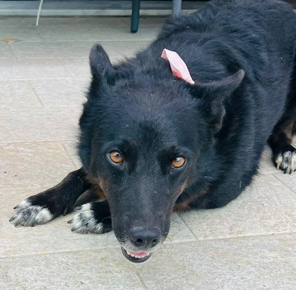 Era cagnolina adorabile  Foto 3