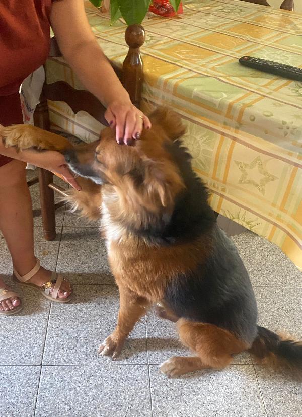 FULMINE 9 anni cerca casa  Foto 6