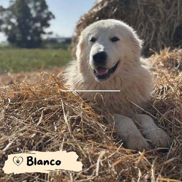 Blanco Stupendo Cucciolone Maremmano Cerca Adozione