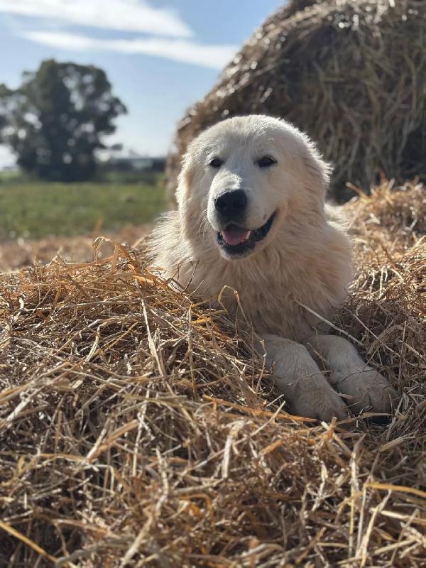 BLANCO stupendo cucciolone maremmano cerca adozione Foto 2