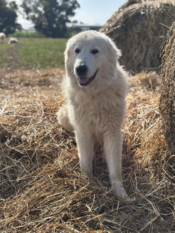 BLANCO stupendo cucciolone maremmano cerca adozione Foto 3