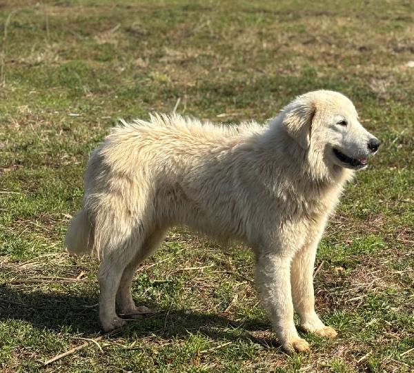 BLANCO stupendo cucciolone maremmano cerca adozione Foto 4