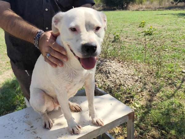SIMBA pitbull ADOZIONE DEL CUORE Foto 1