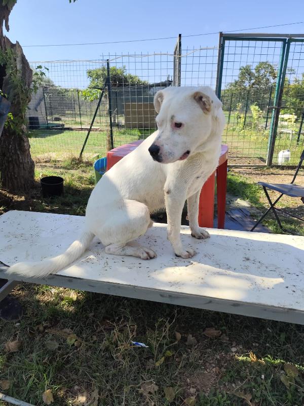 SIMBA pitbull ADOZIONE DEL CUORE Foto 2