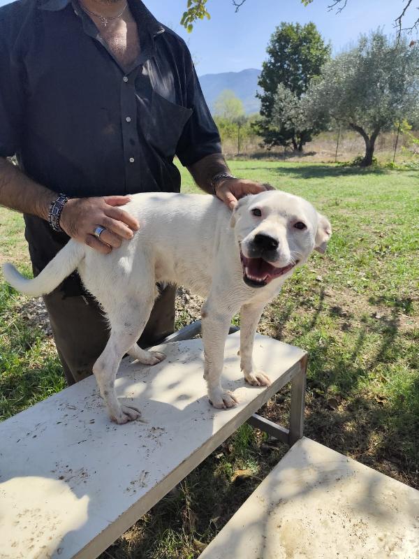 SIMBA pitbull ADOZIONE DEL CUORE Foto 3