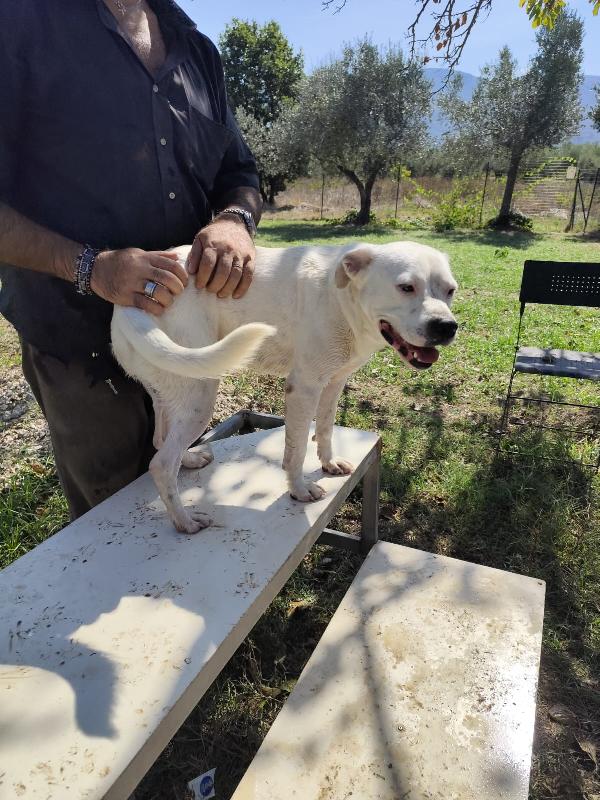 SIMBA pitbull ADOZIONE DEL CUORE Foto 4