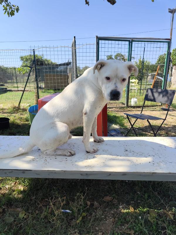 SIMBA pitbull ADOZIONE DEL CUORE Foto 5