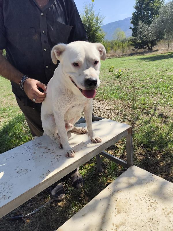 SIMBA pitbull ADOZIONE DEL CUORE Foto 6
