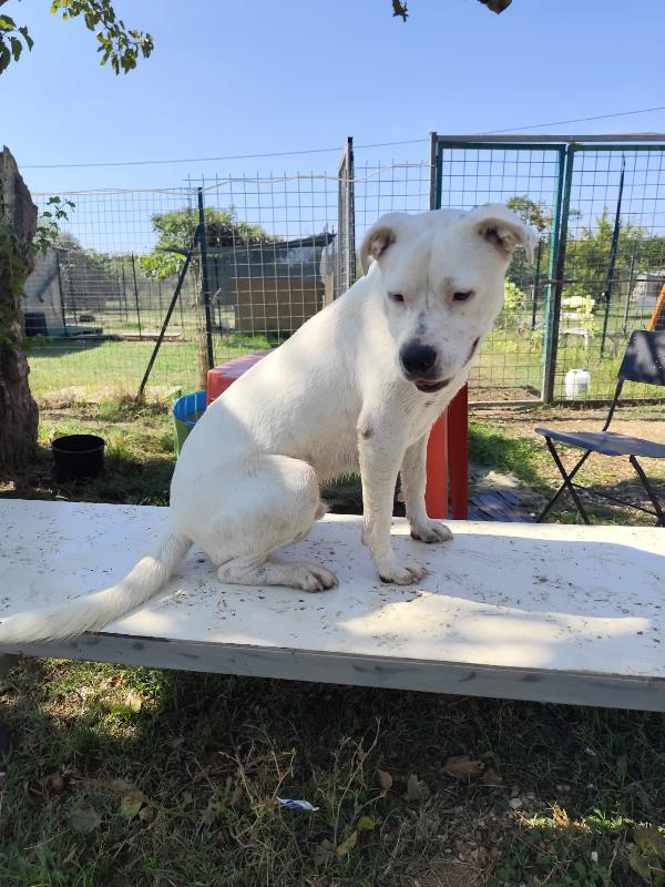SIMBA pitbull ADOZIONE DEL CUORE Foto 7