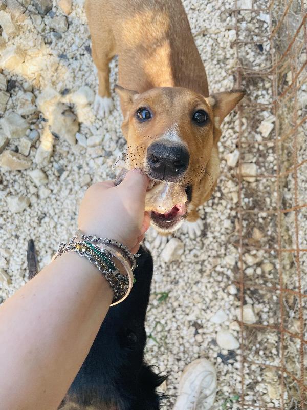 Cucciola Michela è sola 💔😭 Foto 4