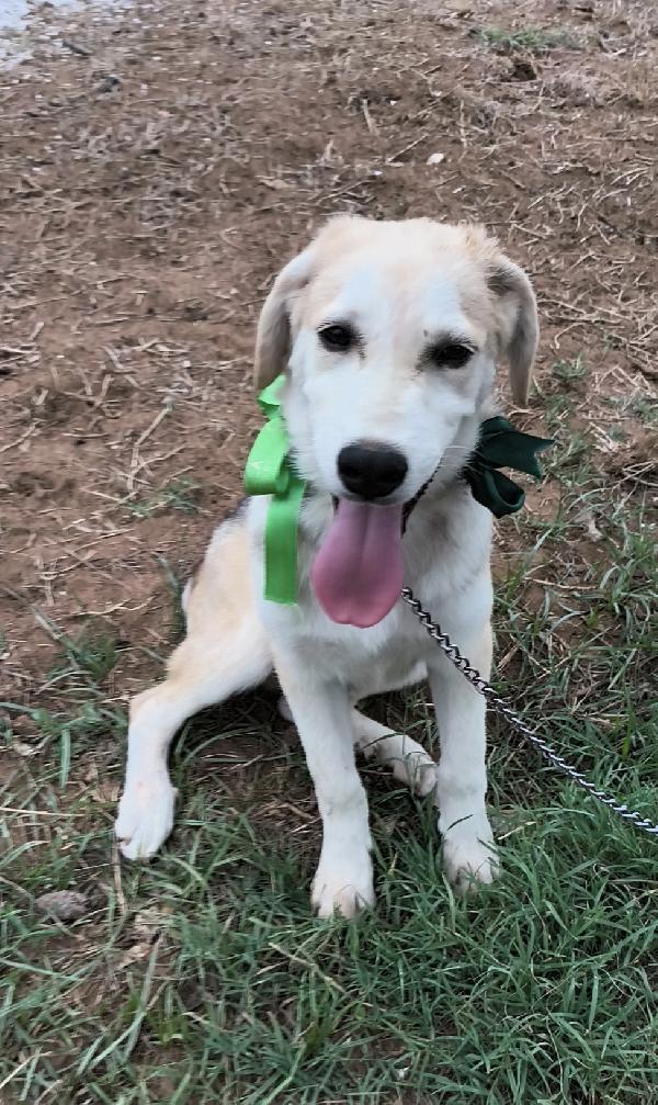 Cuccioli in adozione hanno bisogno di uscire dal box  Foto 2