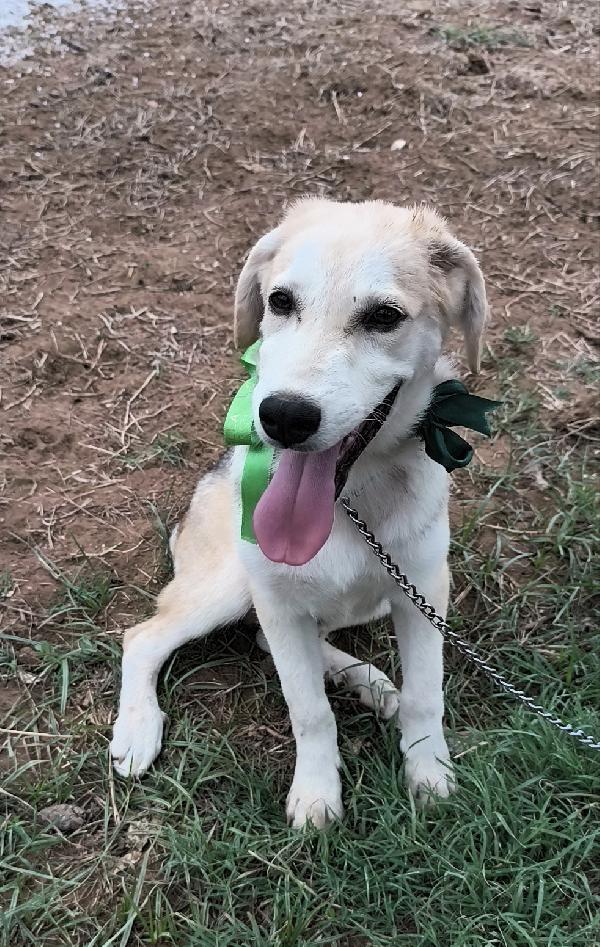 Cuccioli in adozione hanno bisogno di uscire dal box  Foto 3