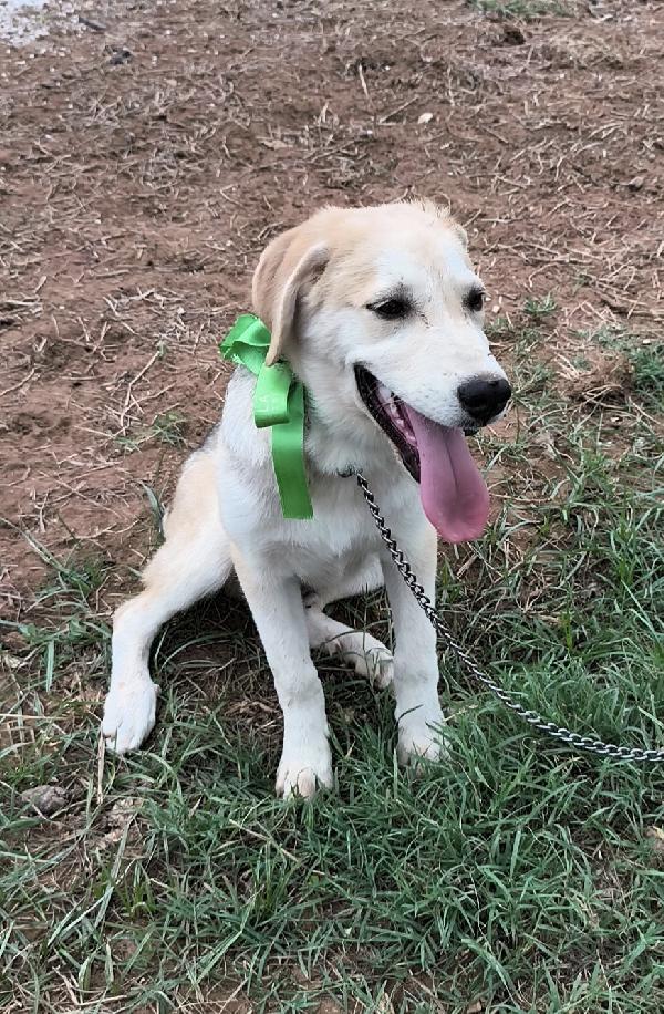 Cuccioli in adozione hanno bisogno di uscire dal box  Foto 4