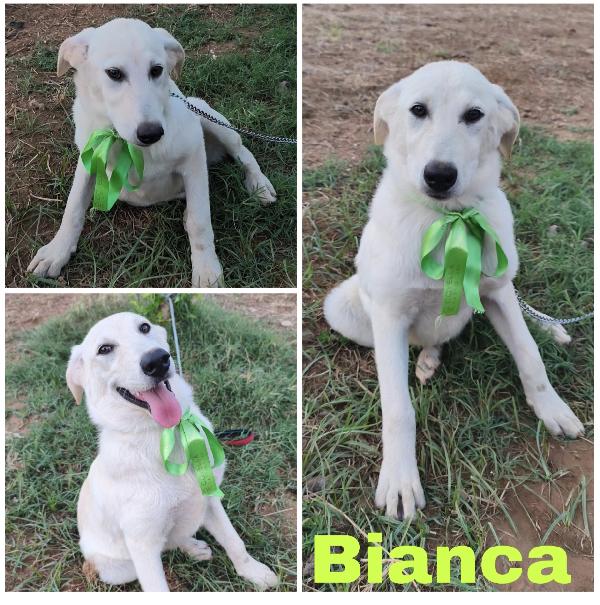 Cuccioli in adozione hanno bisogno di uscire dal box  Foto 7