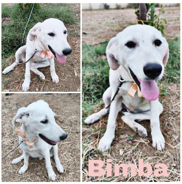 Cuccioli in adozione hanno bisogno di uscire dal box  Foto 10