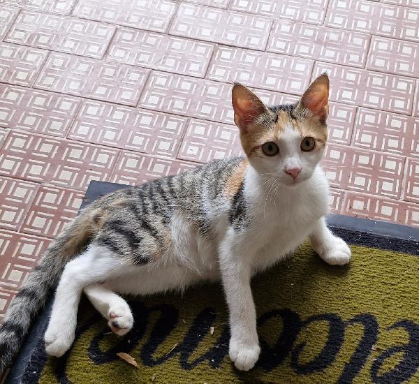 Tre Micine Tricolori Dai 3 Ai 5Mesi Voghera Urgente