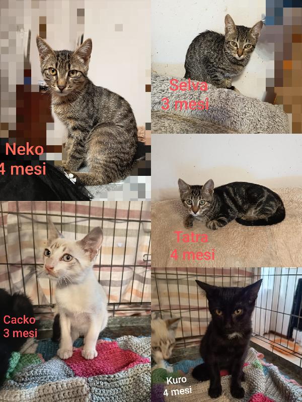 Meravigliosi Micini Tigrati, Nero E Simil Siamese