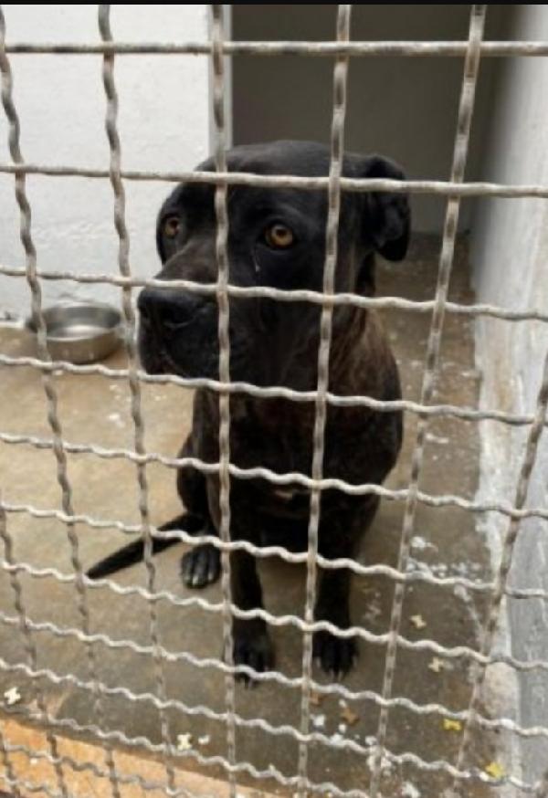 giovane depressa vdepressa finita 3anni in canile.SUD Foto 4