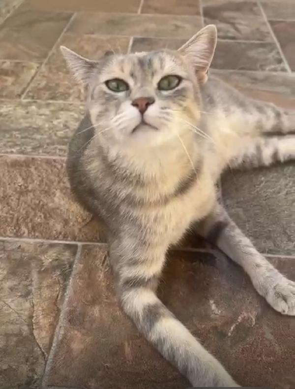 Chicca dolcissima gattina tricolore  Foto 3