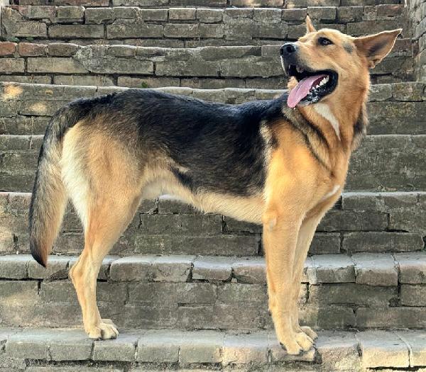 Argo 1 anno mix pastore tedesco  Foto 6