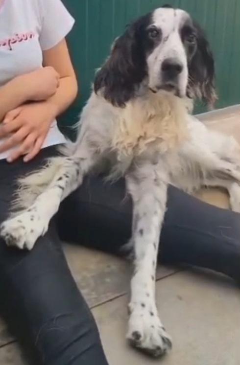 Setter 10anni ipovedente BRESCIA SOS CASA Foto 2