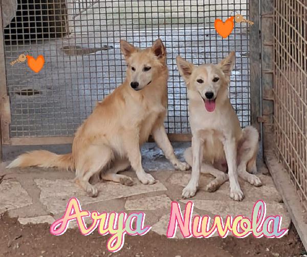Arya E Nuvola Cucciole Taglia Piccola 