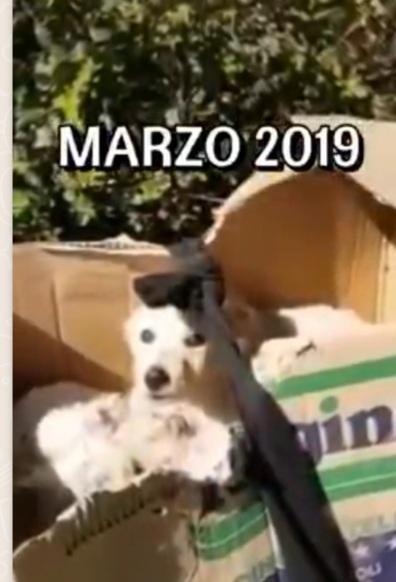 Mix Golden 6anni ENTRATO CUCCIOLO IN CANILE Foto 6