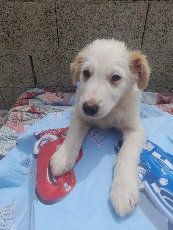 💖 Iris, la cucciola che sogna una famiglia 💖 Foto 5