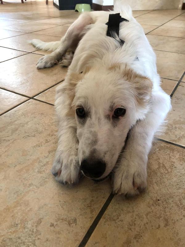 💖 Iris, la cucciola che sogna una famiglia 💖 Foto 6