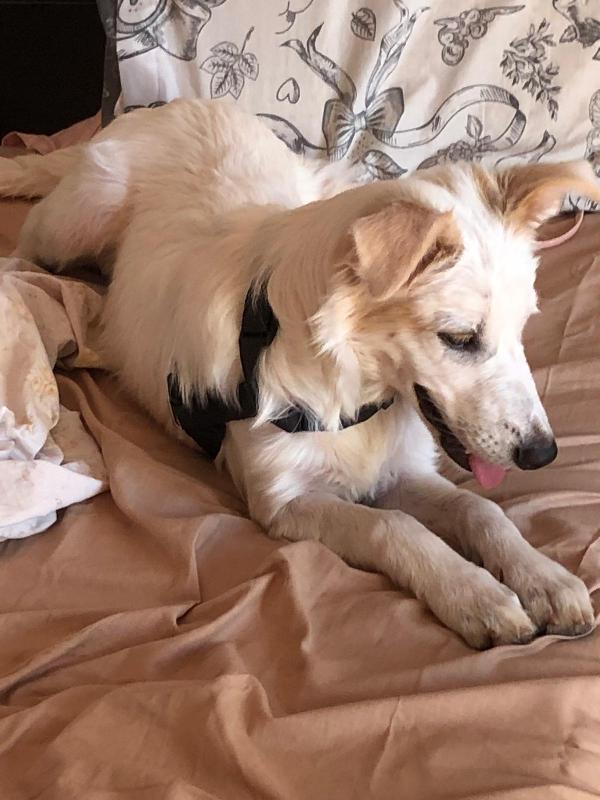 💖 Iris, la cucciola che sogna una famiglia 💖 Foto 9