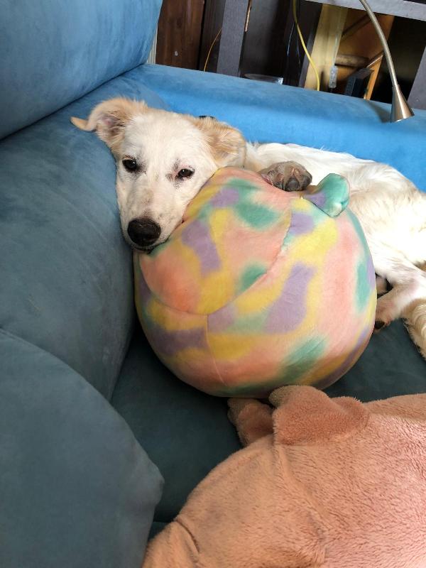 💖 Iris, la cucciola che sogna una famiglia 💖 Foto 10