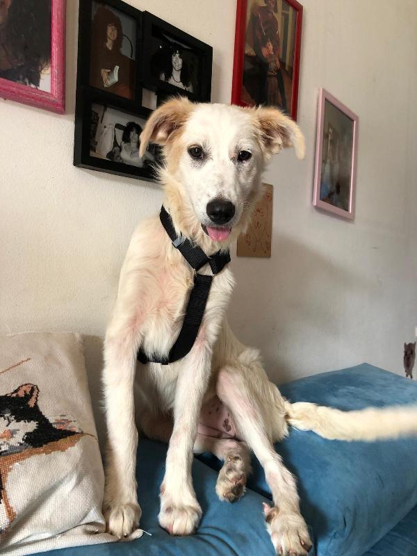 💖 Iris, la cucciola che sogna una famiglia 💖 Foto 11