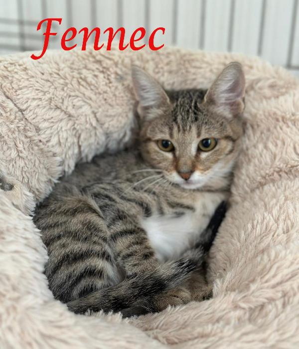 Fennec, Adorabile Micina In Adozione !