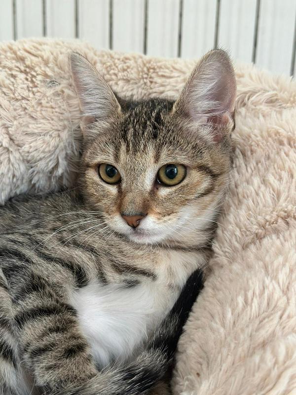 FENNEC, adorabile micina in adozione ! Foto 3