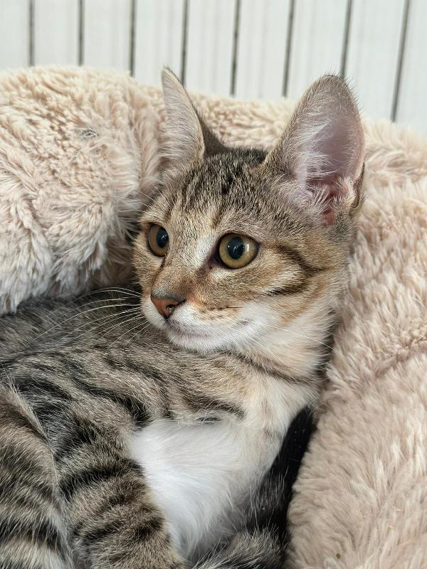 FENNEC, adorabile micina in adozione ! Foto 7