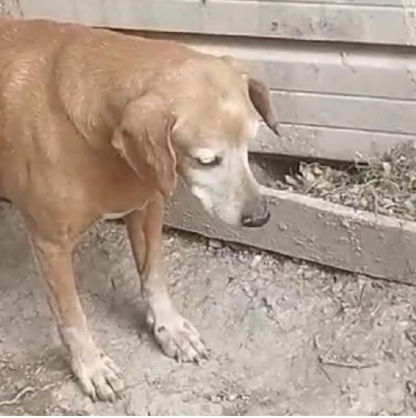 Peppino Nonnino Abbandonato 💔 Cerca Casa 