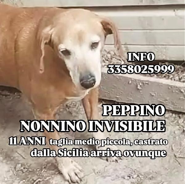 Peppino nonnino abbandonato 💔 cerca casa  Foto 2