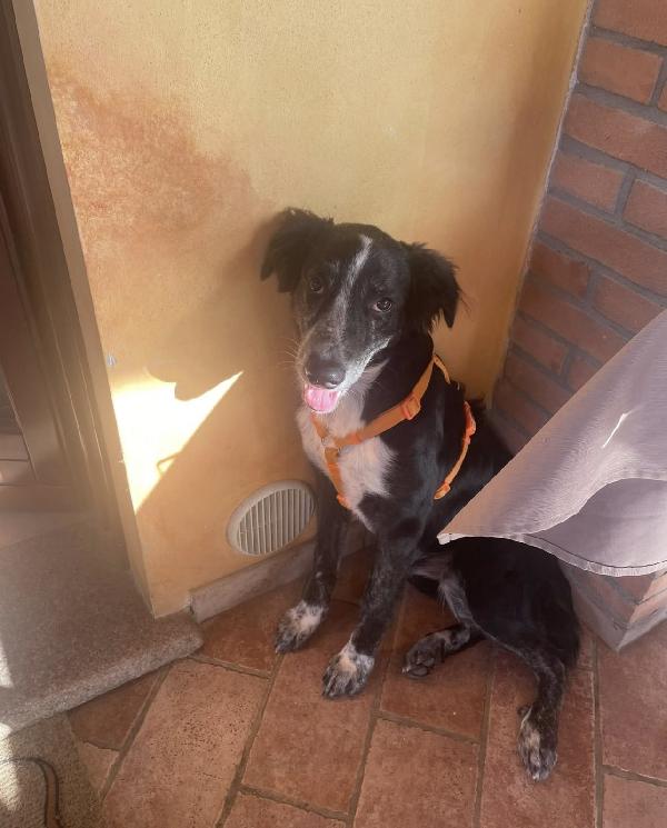 Max Dolcissimo Cucciolone A Voghera