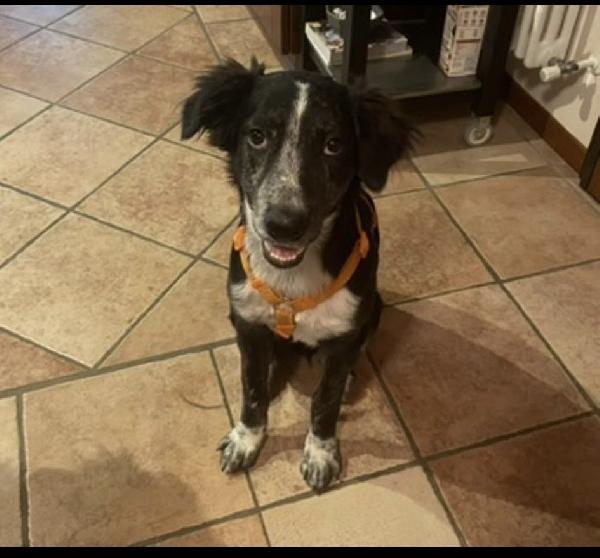 Max dolcissimo cucciolone a Voghera Foto 3