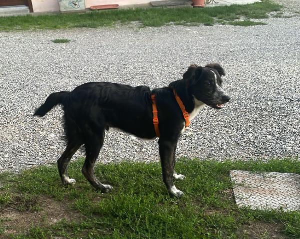 Max dolcissimo cucciolone a Voghera Foto 4
