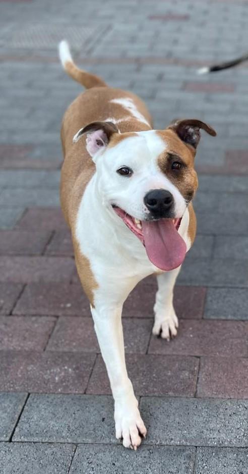 MAYA AMSTAFF Foto 9